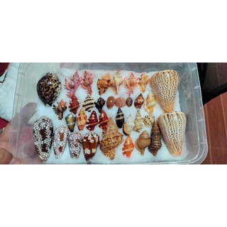 VỎ ỐC CÁC LOẠI ( 1 KG)