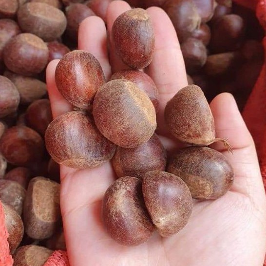 1kg hạt dẻ  tươi SaPa LOẠI TO NGON