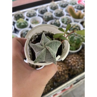 XƯƠNG RỒNG ASTRO SAO ĐẦU TRẮNG