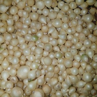 Củ nén (hành tăm) Miền Trung Loại 1 - 500g