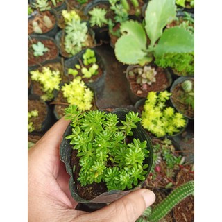 Sen đá sedum xanh