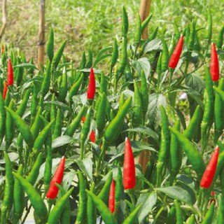 Hạt giống ớt chỉ thiên siêu cay - 1 gói 30 hạt