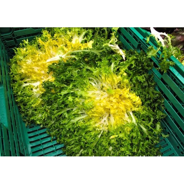 Hạt Giống Rau Xà Lách Hoàng Đế  -Dễ Trồng, Dinh Dưỡng, Năng Suất Cao - MUA 3 TẶNG 1 CÙNG LOẠI