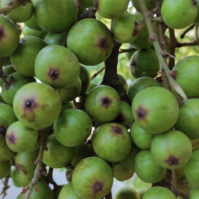 Quả sung tươi - Ship hoả tốc Hà Nội