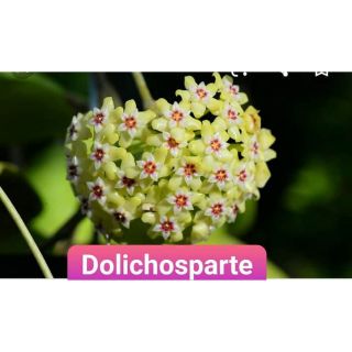 Lan cẩm cù vàng cây sắp hoa