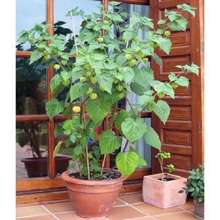 Hạt Giống Cây Thù Lù Nam Mỹ( Cây anh đào đất ) { gói 50 hạt }