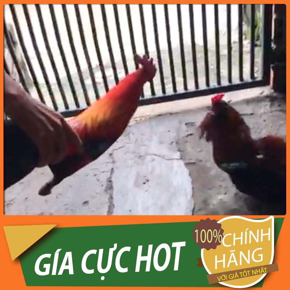 Gà giả tập lực cho gà loại tốt phụ kiện đá gà