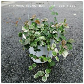 Thằn lằn... giống mới