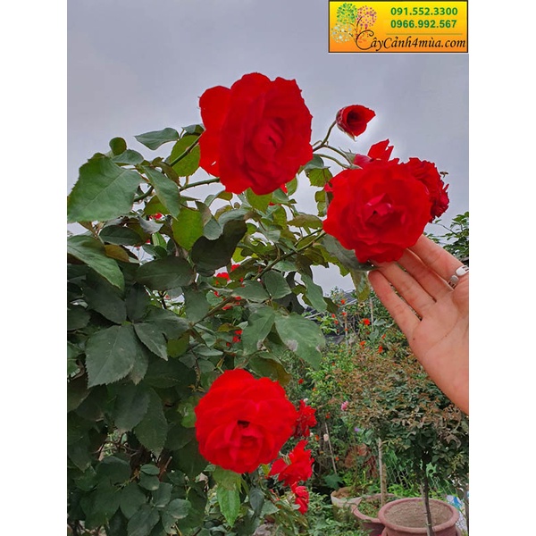 GỐC HOA HỒNG LEO PHÁP BÔNG TO CÁNH DÀY - HỒNG NGOẠI