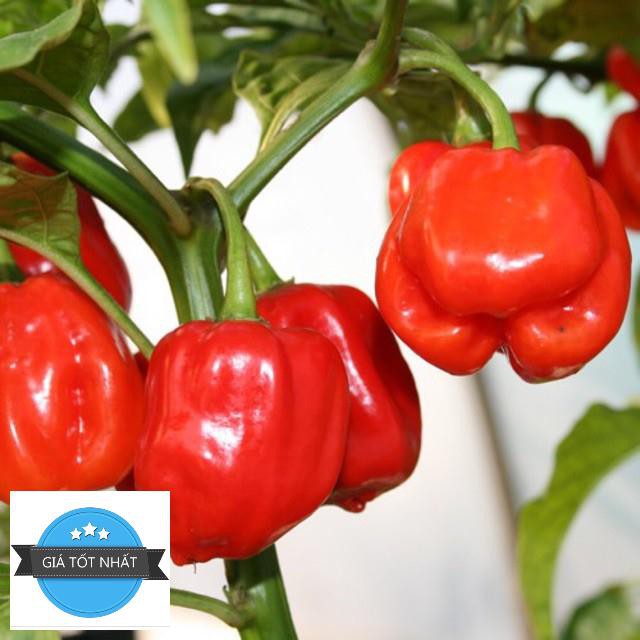 5 Hạt Giống Ớt Cay Habanero Scoville Giống Ớt Cay Nhất Thế Giới Giống Nhập Ngoại 5 Màu