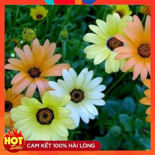 Hạt giống hoa cúc mặt trời châu phi LUCKY SEEDS