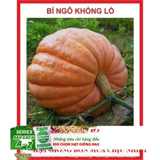 Gói 10 hạt giống bí ngô khổng lồ