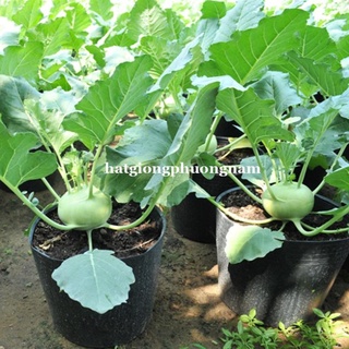 2GR - HẠT GIỐNG SU HÀO XANH