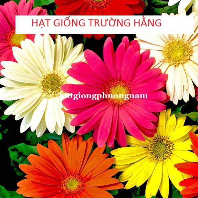 Gói 30 HẠT GIỐNG HOA ĐỒNG TIỀN CAO MIX MÀU