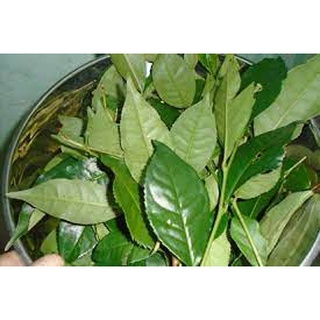 Lá chè xanh tươi ( ship hỏa tốc HN)