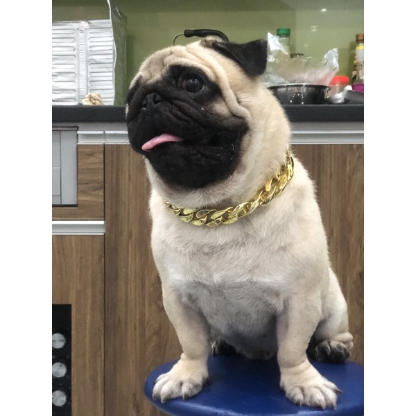 Vòng cổ cho chó Teddy Pug Chó chiến đấu Pháp.Dây chuyền vàng cho chó pug😍😍😍