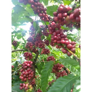 Cà Phê Pha Máy Robusta - VIETWAY COFFEE Hạt Rang Mộc Nguyên Chất 1Kg