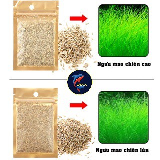 Hạt giống cây thủy sinh - hạt mầm Thủy sinh - Trân Châu, Ngưu Mao Chiên, Cỏ Tình Yêu, Cỏ May Mắn, Cỏ Trái Tim