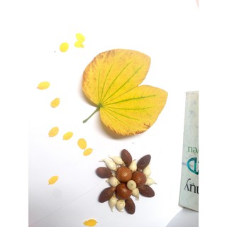 Hạt đười ươi 1kg