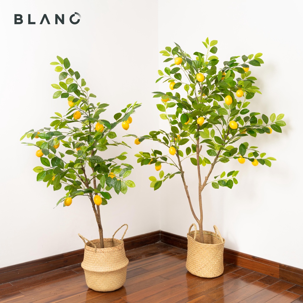 Cây Giả Chanh Lemon Cao Cấp 1m2 1m5 BLANC'