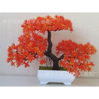 Chậu hoa bonsai để bàn