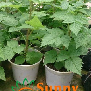 Cây mâm xôi đỏ-phúc bồn tử, hàng gửi đi nguyên bầu