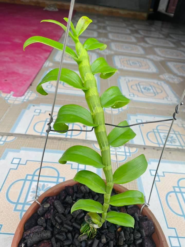 Phi điệp đột biến HỒNG TÂY HỒ, phi điệp var, mầm ki cấy mô hoa đẹp hiếm giá rẻ