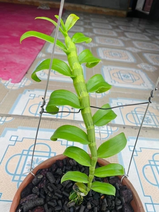 (hàng mới) CHẬU LAN PHI ĐIỆP HỒNG MINH CHÂU
