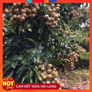 Cây Giống Nhãn Sớm Hưng Yên ( 3 Cây ) Cây Ghép 18 Tháng Có Quả