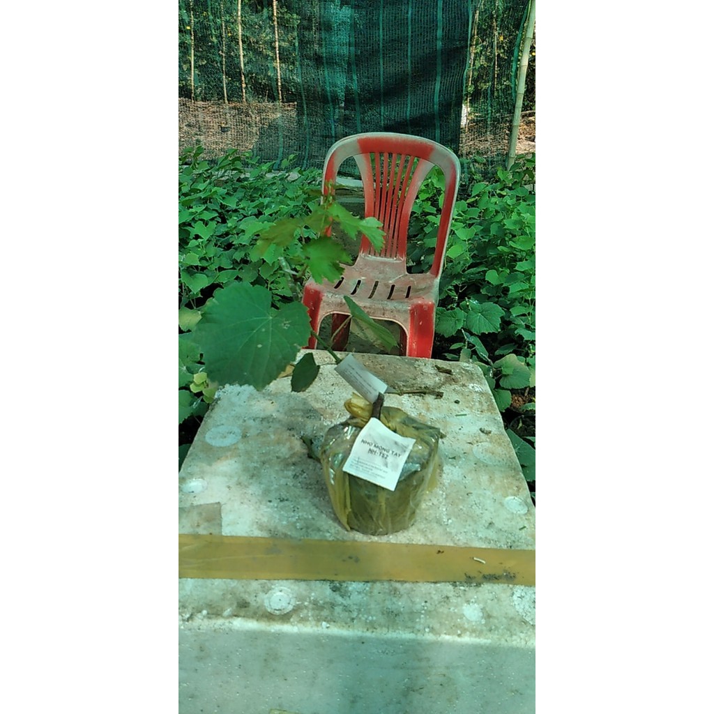 Cây Nho Giống Ngón Tay NH01 - 152 - cam kết có trái 100% dễ trồng