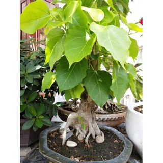 Hạt giống cây bồ đề ấn độ ( 1gram) - STHG