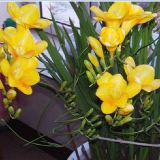 Củ giống hoa lan nam phi hoa màu vàng ( mỗi củ tặng 1 viên nén ươm củ )