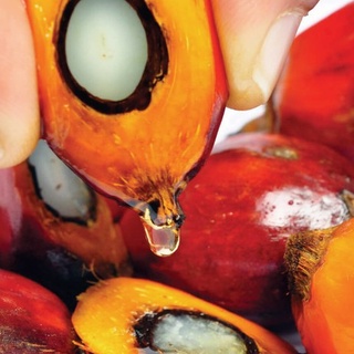 Dầu Cọ ( Palm Oil ) Dầu Thực Vật Nguyên Chất