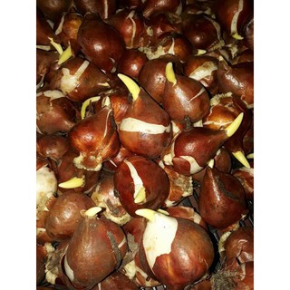 Combo 20 củ hoa tulip nhập khẩu Hà Lan