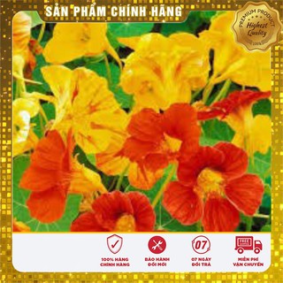 Hạt Giống Hoa Sen Cạn Mix(10 hạt)