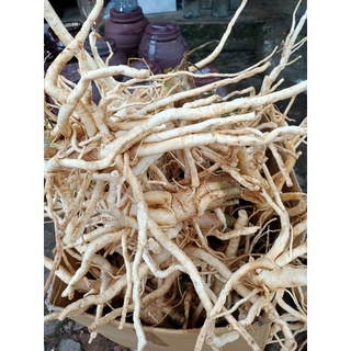 2kg củ đinh lăng tươi