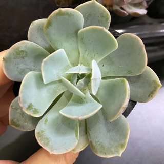 Sen đá đất trắng (bầu)