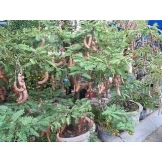 Cây giống me thái trồng chậu siêu sớm