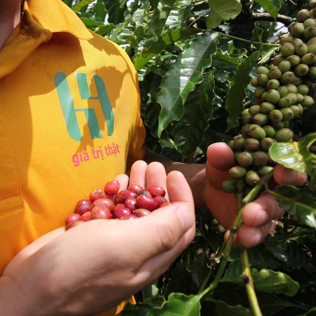 Cà phê rang mộc Gu Vừa - sự kết hợp giữa hạt arabica và robusta -  Thương hiệu Họ Hồ