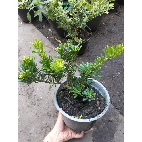 BẦU CÂY GIỐNG TÙNG KIM CƯƠNG