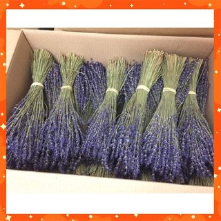 Bó hoa khô Lavender Pháp thơm ngào ngạt (hoa Oải hương) trên 200 cành to mập nhiều nụ