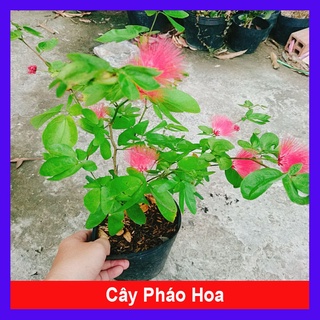 Cây Điệp Lào ( Cây Pháo Hoa ) - caykiengsadec