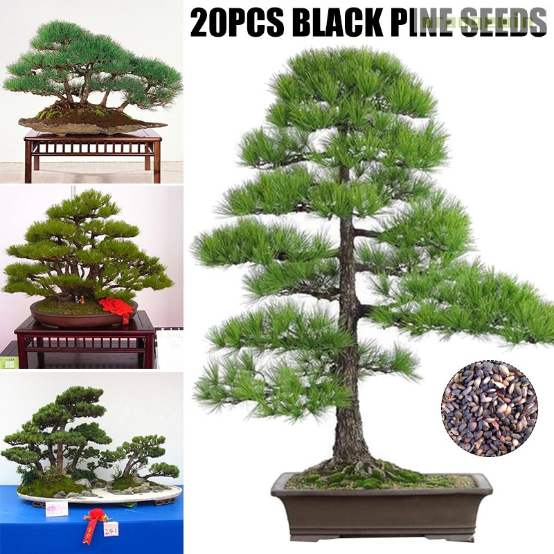 20 Hạt Giống Cây Bonsai Màu Đen Phong Cách Nhật Bản