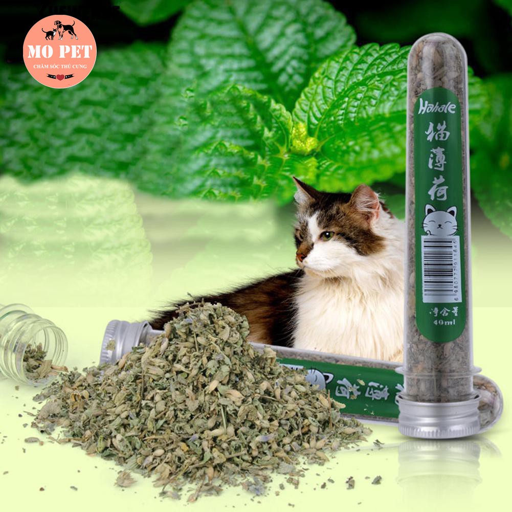 Cỏ bạc hà catnip cho mèo