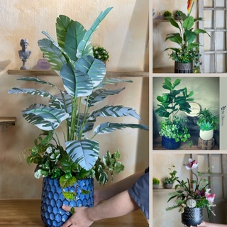 Chậu Cây Bàng Singapore Mix Giả Trang Trí Nội Thất, Decor Phòng Khách, Quán Cafe Chất Liệu Lụa Cao Cấp Mê Thảo Flower