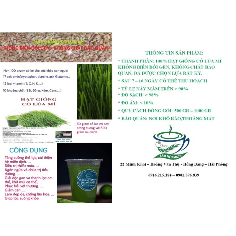 Hạt giống cỏ lúa mì hữu cơ không biến đổi gen - 500GR