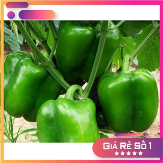 Hạt giống ớt chuông xanh năng xuất cao - 100 hạt - HGNK