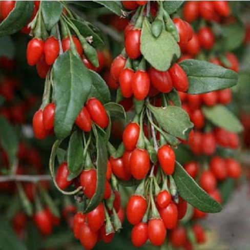 1Kg Kỷ tử đỏ - Câu kỷ tử sấy khô tốt cho sức khỏe, đẹp da, bổ máu, sáng mắt, dễ ngủ, dùng pha trà, nấu chè, hầm canh