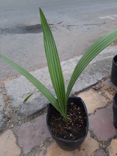 Cây Chà Là Thái Dáng Đẹp Ít Bị Đổ Ngã