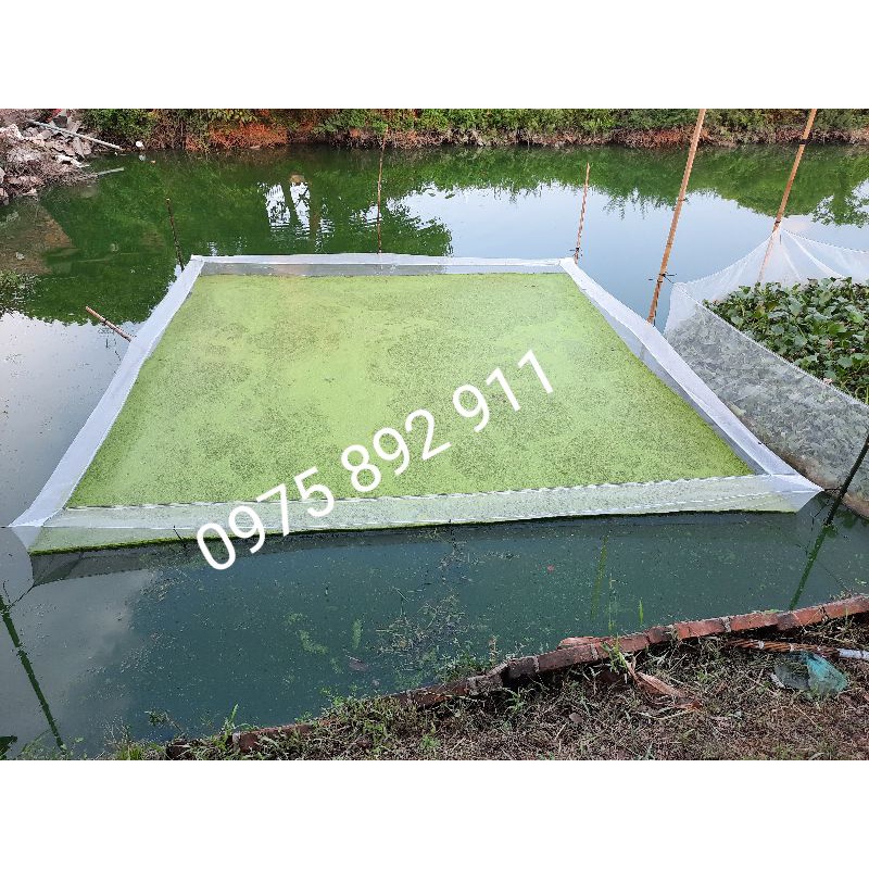 Tráng , vèo , lồng ươm bèo cám - kích thước to